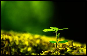 a_new_life_begins_by_dynamick-d64muje